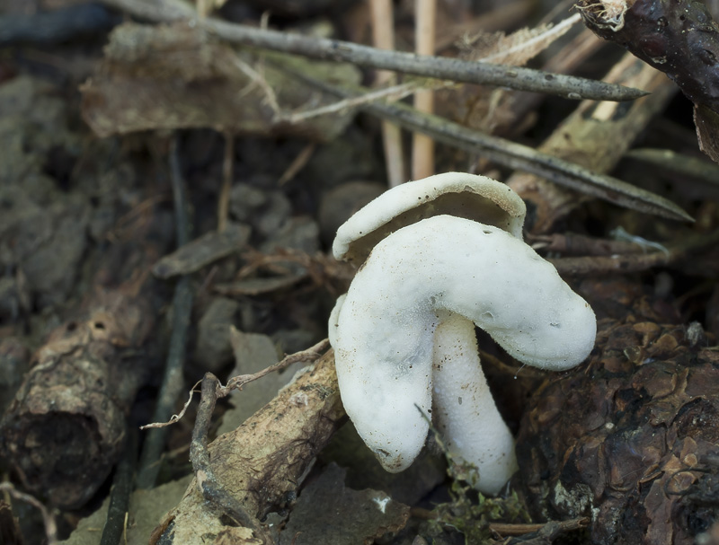 Helvella albella